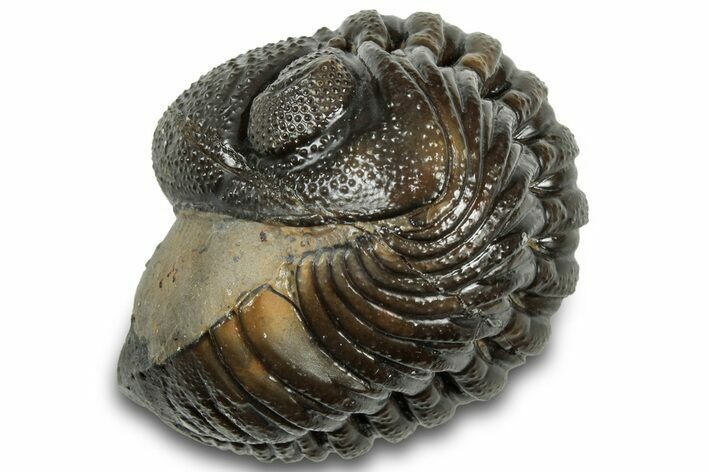 Long, Multi-Toned, Curled Morocops Trilobite - Morocco #323219